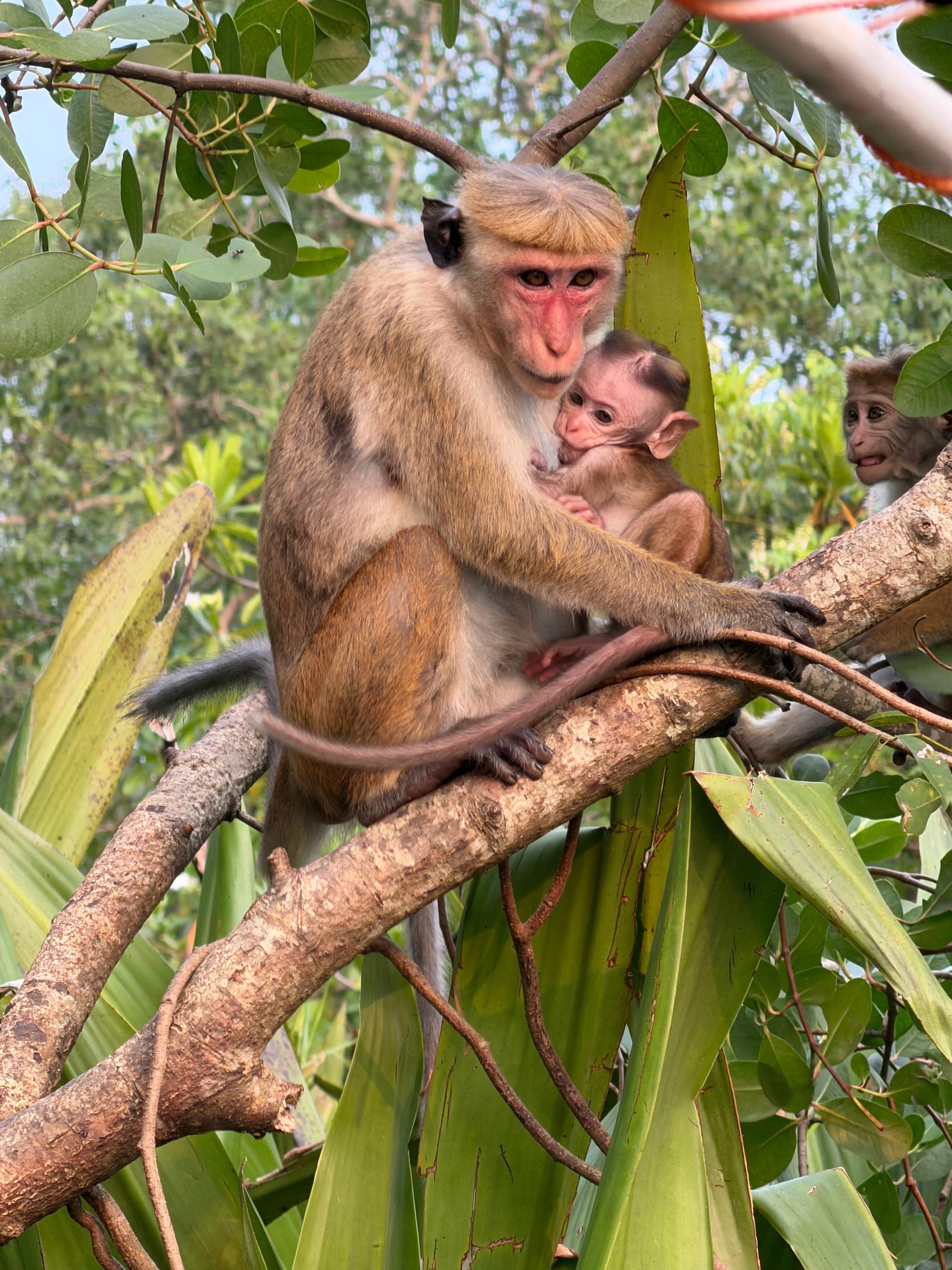Sri Lanka tour moment 19
